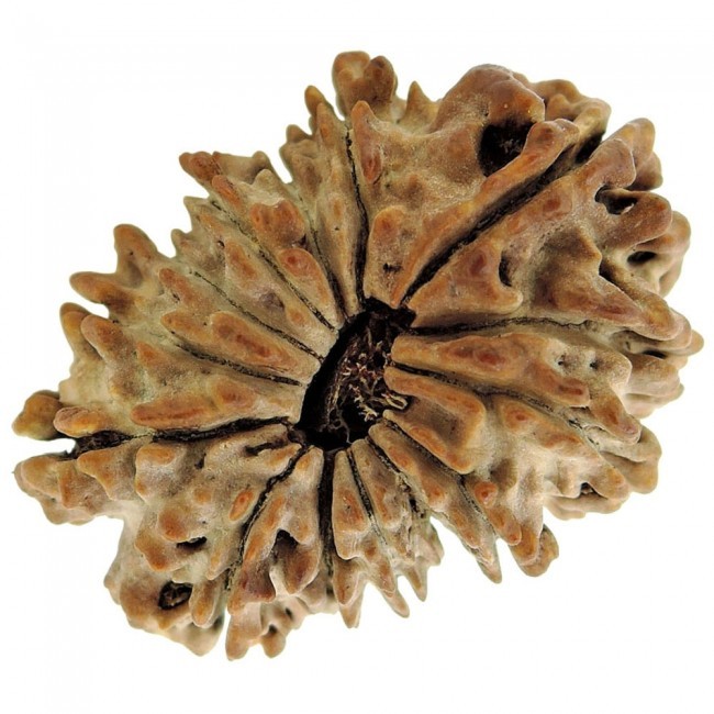 Thirteen Mukhi Rudraksha - 2 Grams Natural Brown Stone | Enhances Intelligence, Spiritual Attainments, And Material Success