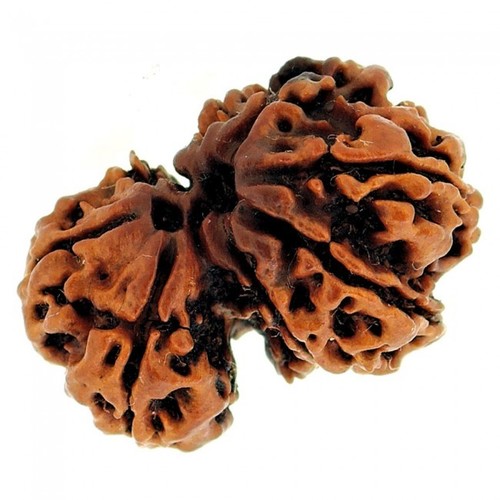 Brown Gouri Shankar Rudraksha