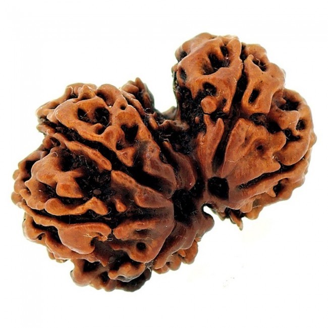 Brown Gouri Shankar Rudraksha