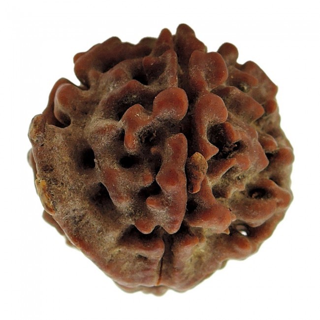 Brown Ganesh Rudraksha