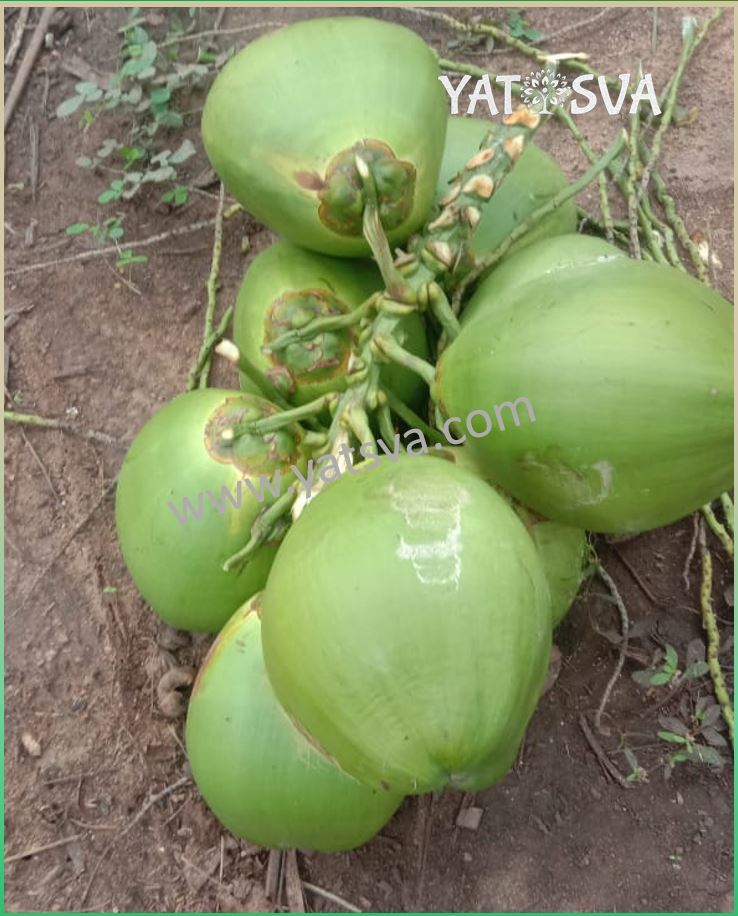 Fresh Tender Coconut - A-grade Whole Green Husked Young Coconut | Fresh, Nutritious Superfood Rich In Fatty Acids