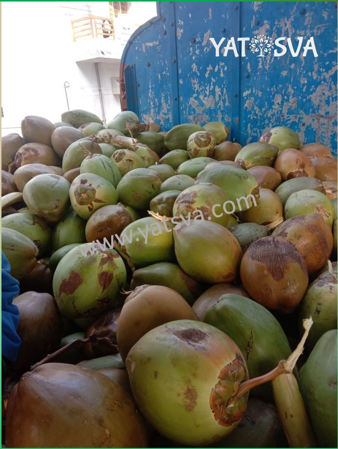 Fresh Tender Coconut - A-grade Whole Green Husked Young Coconut | Fresh, Nutritious Superfood Rich In Fatty Acids