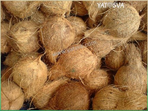 Semi Husked Coconut - 550 Gram Whole, Brown A-Grade Fresh Variety | Rich in Fat, Protein, B Vitamins, and Minerals