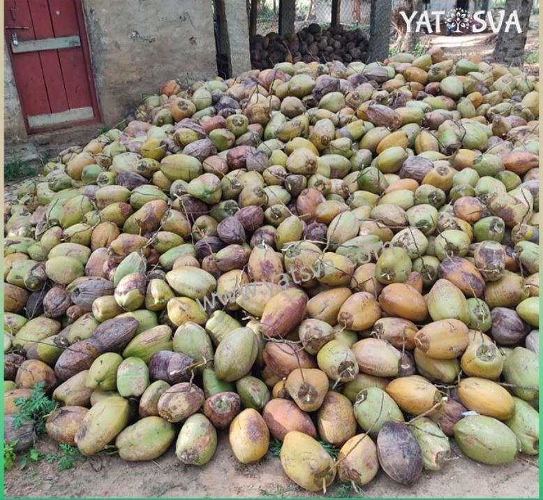 Semi Husked Coconut - 550 Gram Whole, Brown A-grade Fresh Variety | Rich In Fat, Protein, B Vitamins, And Minerals