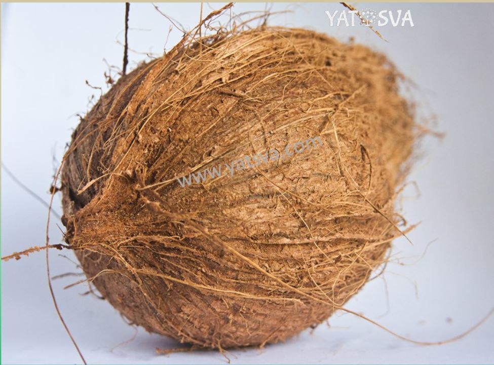 Semi Husked Coconut - 550 Gram Whole, Brown A-grade Fresh Variety | Rich In Fat, Protein, B Vitamins, And Minerals
