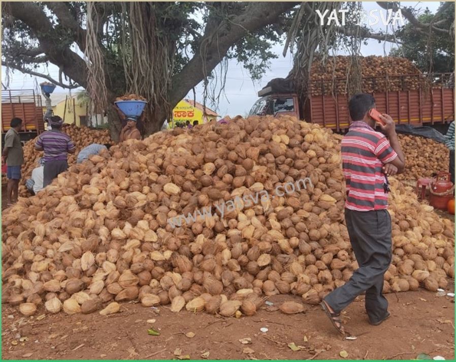 Semi Husked Coconut - 550 Gram Whole, Brown A-grade Fresh Variety | Rich In Fat, Protein, B Vitamins, And Minerals