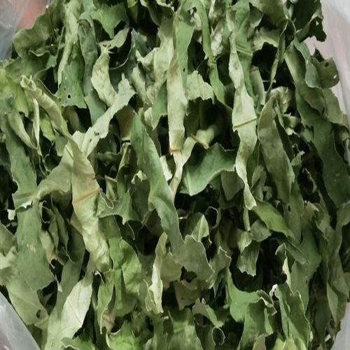 ड्राइड लीफ क्रोटन पर्सिमिलिस रॉ नेचुरल