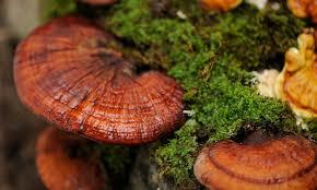 Dried Natural Lingzhi Mushroom Pieces