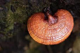 Dried Natural Lingzhi Mushroom Pieces