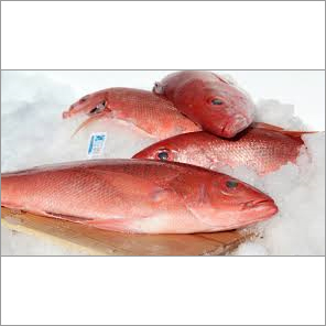 Block Red Snapper