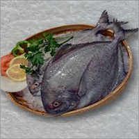 Black Pomfret