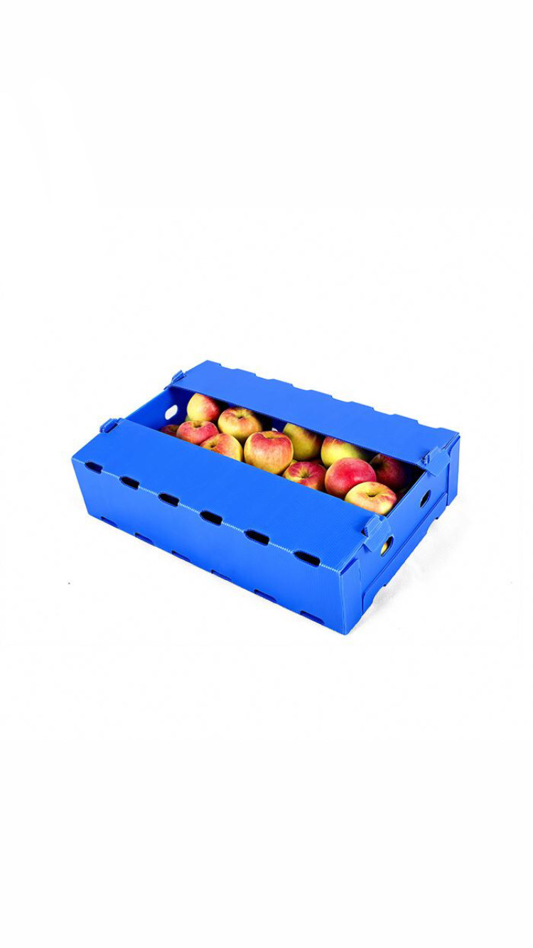 Multi Color Pp Corrugated Box
