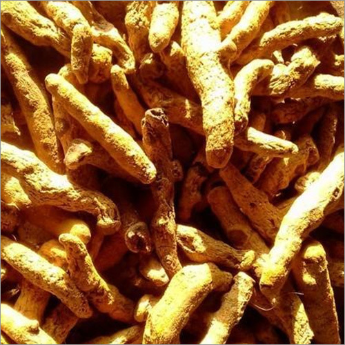 Organic Turmeric Finger - 100% Natural & Organic, Yellow Color, Agriculture Grade, Rich in Vitamin C and Antioxidants, Anti-Inflammatory Properties for Nutrition and Supplements