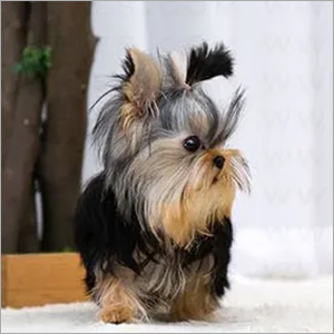 Eclips Yorkie Puppies