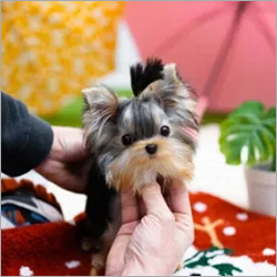 Eclips Yorkie Puppies