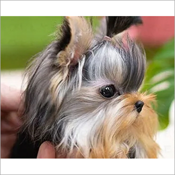 Eclips Yorkie Puppies