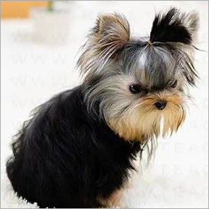 Eclips Yorkie Puppies