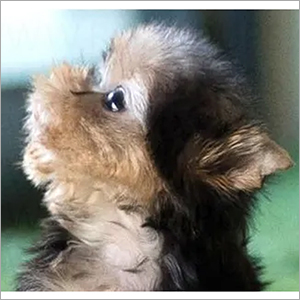 Hazel Yorkie Puppies