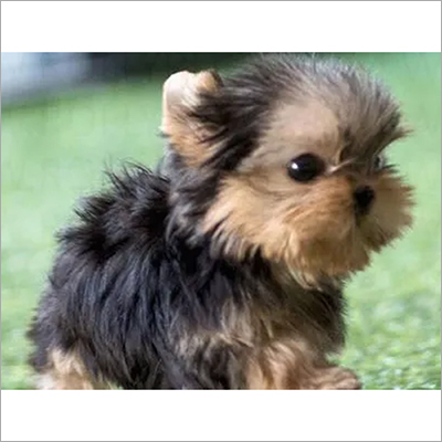 Hazel Yorkie Puppies