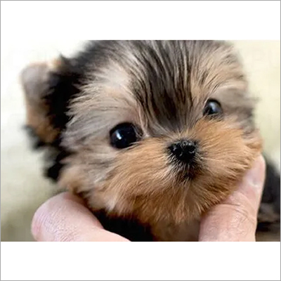 Hazel Yorkie Puppies