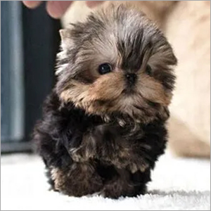 Peanut Yorkie Puppies