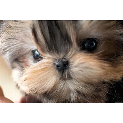 Peanut Yorkie Puppies