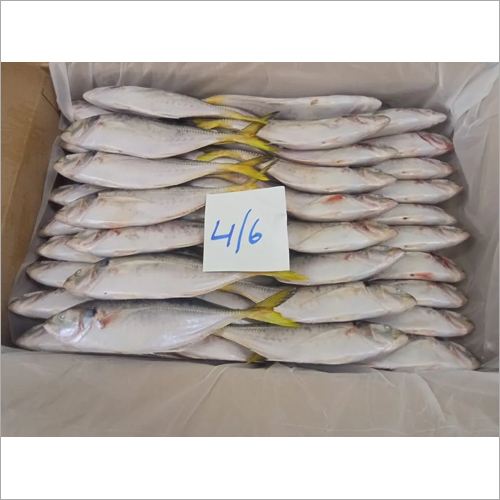 पंपस अर्जेंटीस