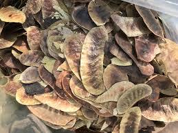Dried Sennos Dicesdried Whole Natural Product Of Thailand