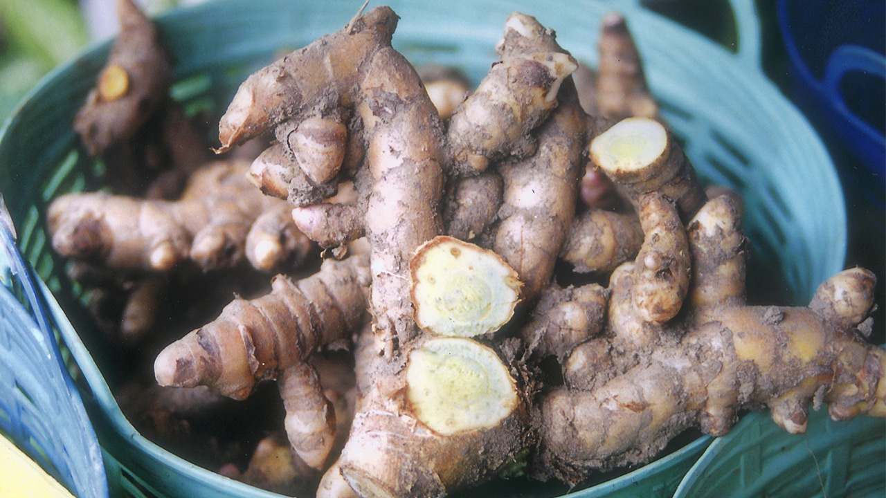 Raw Material Pure Natural Wan Mahamek Powder Root Powder Dry Place