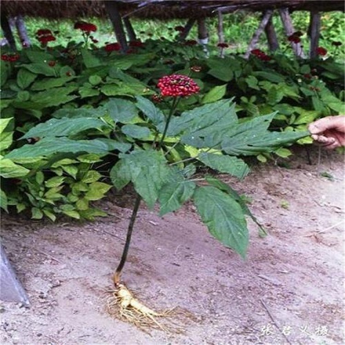 Ren Shen Zi 200g Per Bag Panax Ginseng Seeds For Planting