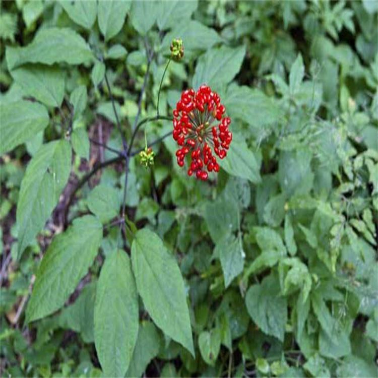Ren Shen Zi 200g Per Bag Panax Ginseng Seeds For Planting