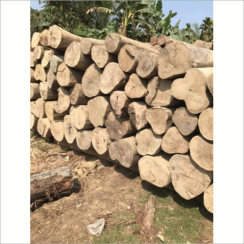 Round Natural Mizoram Teak Wood Log For Furniture