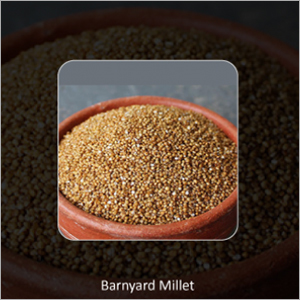 Barnyard Millets