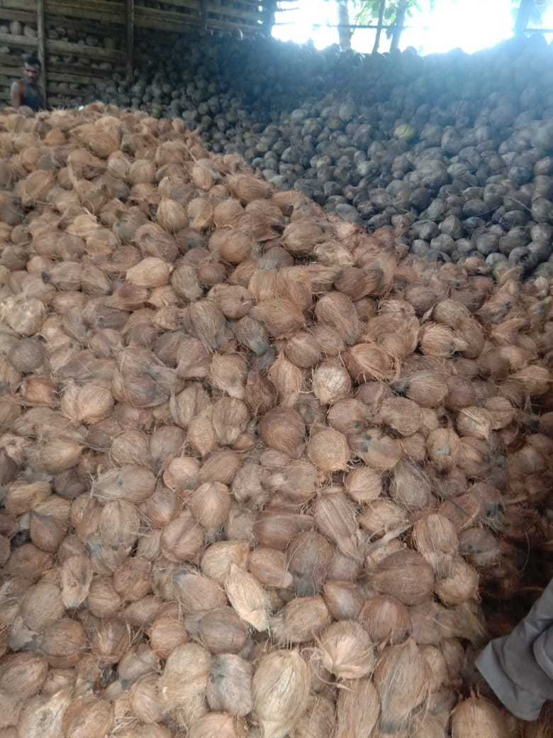 Semi Husked Coconut - Variable Size, Brown Color | Moisture Content 10-12%, Ideal For Culinary Uses, Coconut Milk & Copra Production