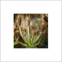 गाजर के बीज का तेल