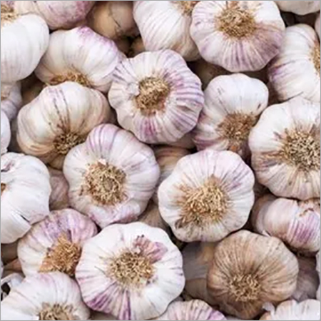 White Pink Fresh Garlic