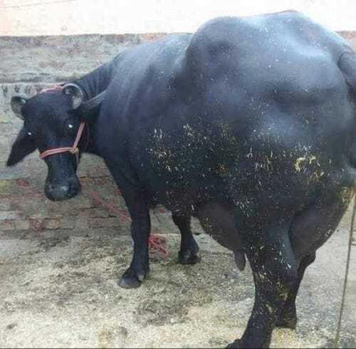 Desi Murrah Buffalo