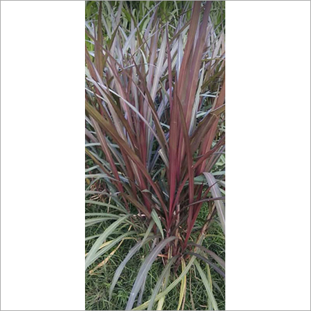Bh 18 Napier Grass
