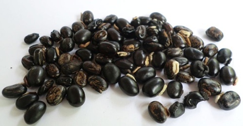 Dried Raw Mucuna Pruriens Seed - Top Grade, Black Color | Herbal Supplement For Enhanced Sexual Performance, Improved Fertility, And Overall Well-being