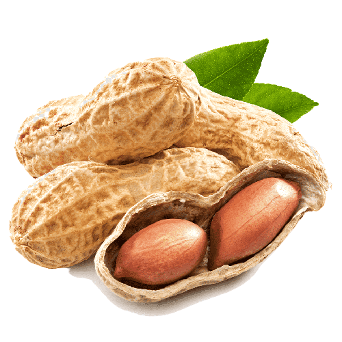 Common Fresh Groundnut