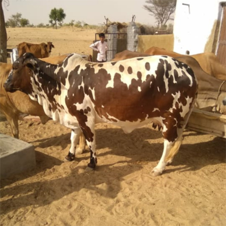 Rathi Cow - 450-550 Kg Weight, 120-130 Cm Height, Ivory White Color | High Milk Yield, Disease Resistance, Adaptable Breed, Hardy Nature, Good Meat Quality