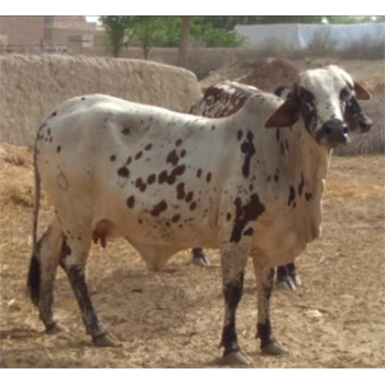 Rathi Cow - 450-550 Kg Weight, 120-130 Cm Height, Ivory White Color | High Milk Yield, Disease Resistance, Adaptable Breed, Hardy Nature, Good Meat Quality