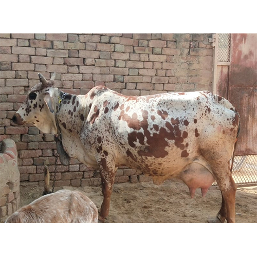 Rathi Cow - 450-550 Kg Weight, 120-130 Cm Height, Ivory White Color | High Milk Yield, Disease Resistance, Adaptable Breed, Hardy Nature, Good Meat Quality