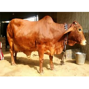 Sahiwal Cow