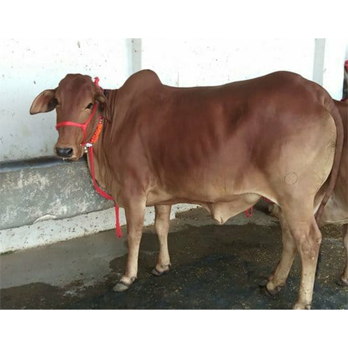 Sahiwal Cow
