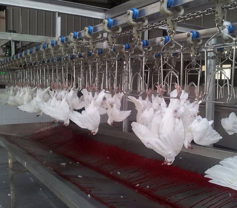 Stainless Steel 2000-4000pcs Chicken Slaughter Machine Chicken Goose Slaughter Processing Line