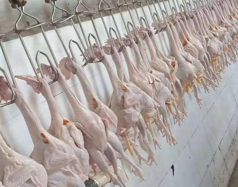 Stainless Steel 2000-4000pcs Chicken Slaughter Machine Chicken Goose Slaughter Processing Line