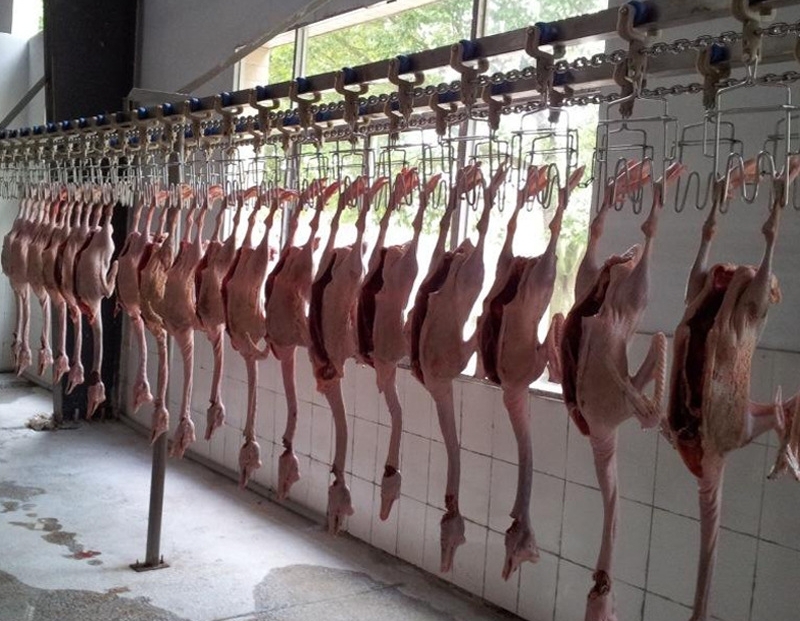 Stainless Steel 2000-4000pcs Chicken Slaughter Machine Chicken Goose Slaughter Processing Line