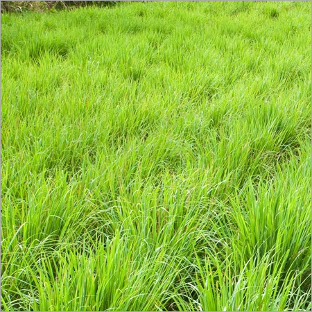 लेमन ग्रास