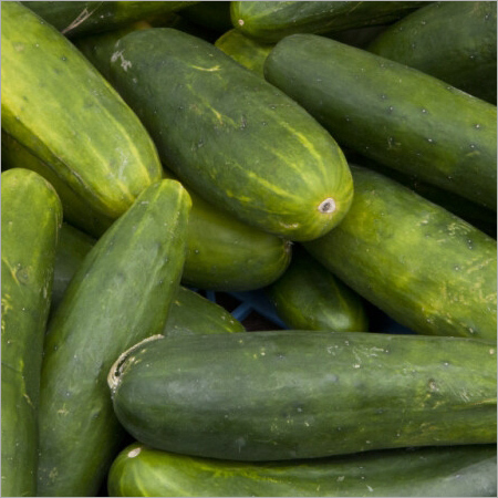 Fresh Cucumber